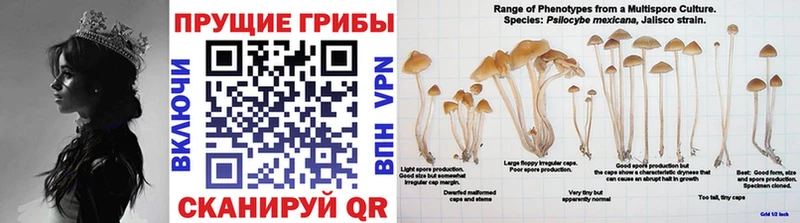 мега как войти  Богородицк  Псилоцибиновые грибы Psilocybe 